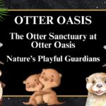 The Otter Sanctuary at Otter Oasis: Nature’s Playful Guardians